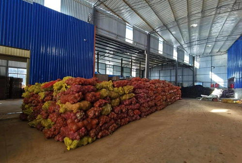 小魔芋奏響鄉村振興致富曲